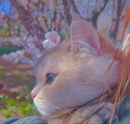 Kitty with blossoms
