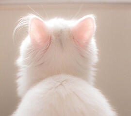 white cat